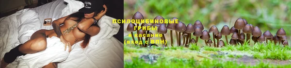 тгк Алзамай